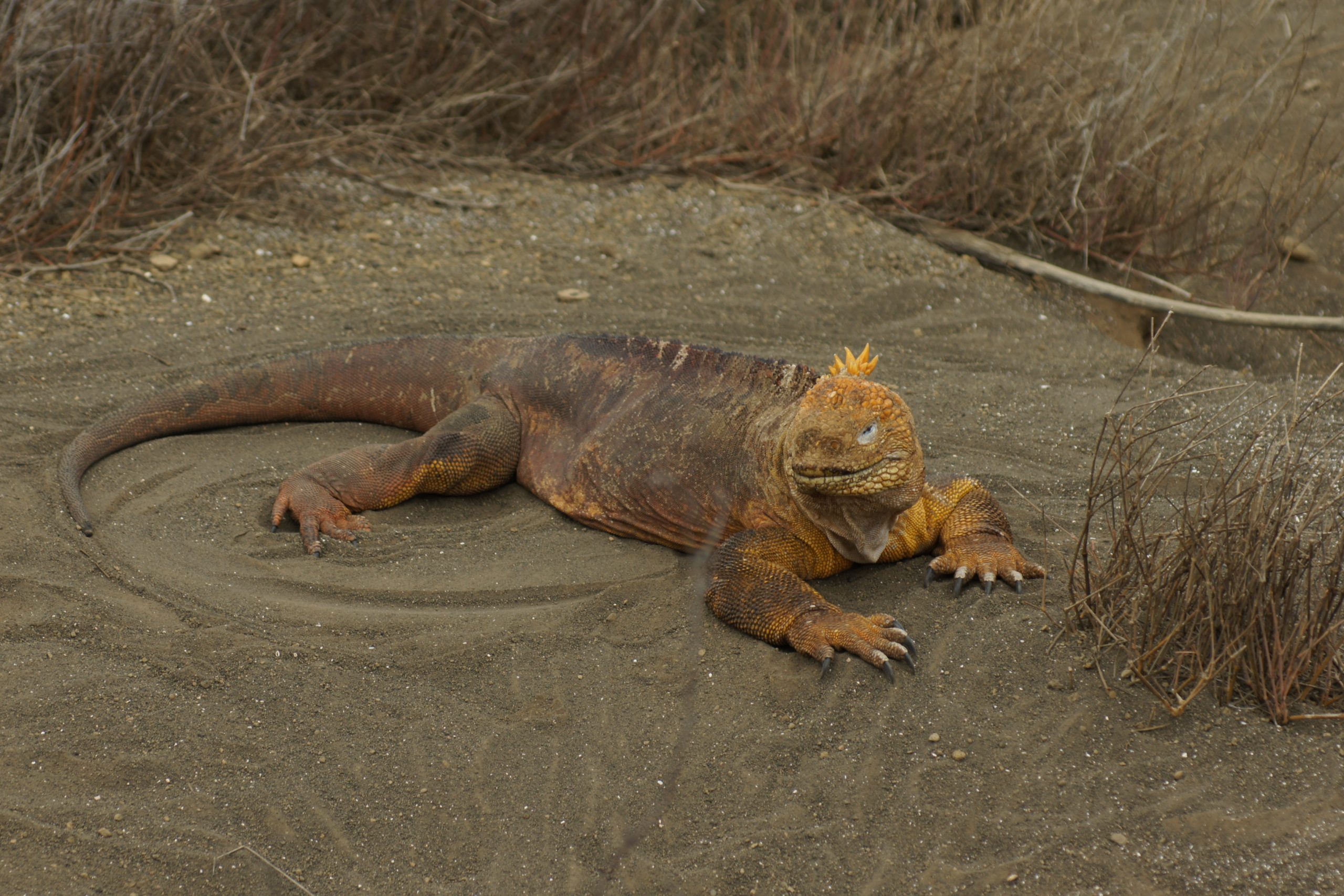 Peru-Ecuador-Galapagos Inseln